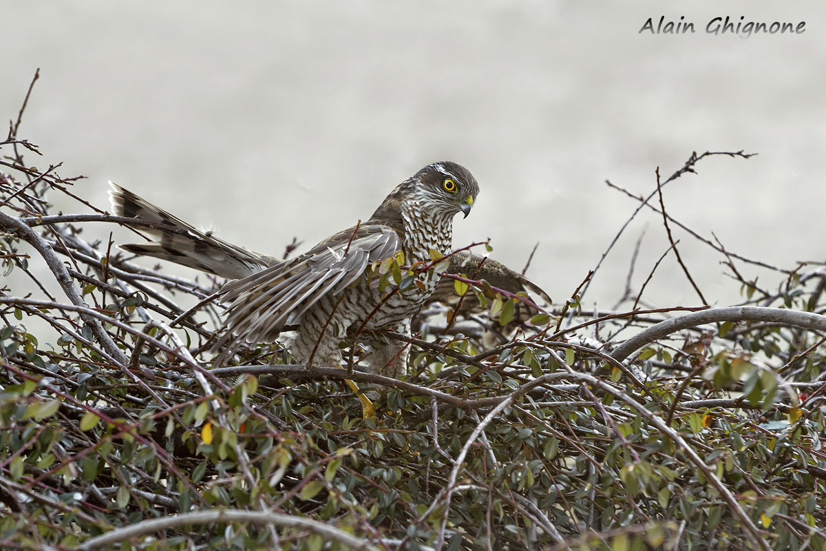 l''aquila dei passeri...